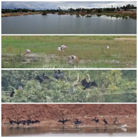 Chuchuruganapalli Lake - Migratory Birds